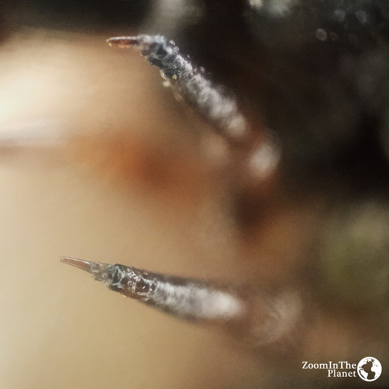 CATERPILLAR