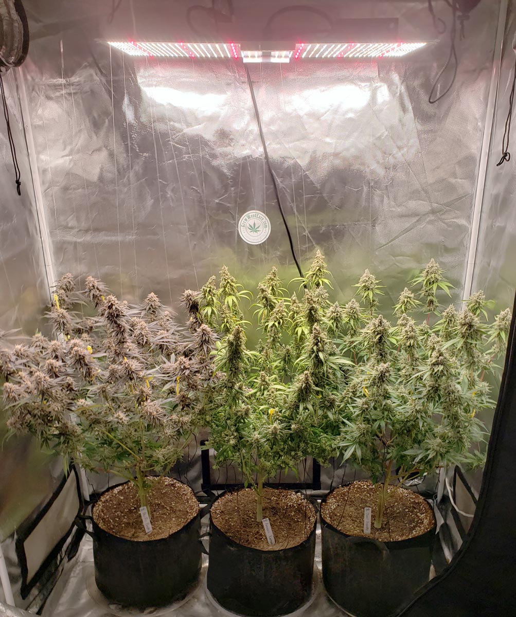 Foto colorida de um cultivo com 3 vasos de plantas de cannabis, dentro de uma tenda com material refletivo