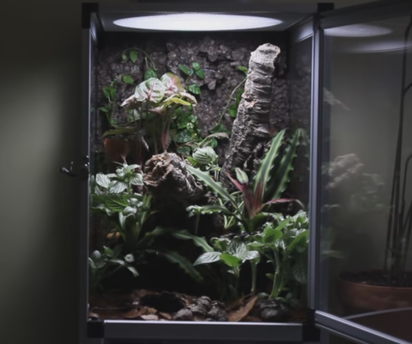 Bioactive terrarium