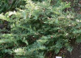 Japanese plum yew