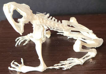 Wildlife Education: Animals With Backbones