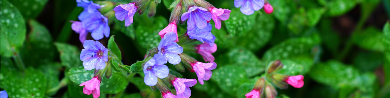 Groencentrum Witmarsum | 5 planten voor een tuin in de schaduw