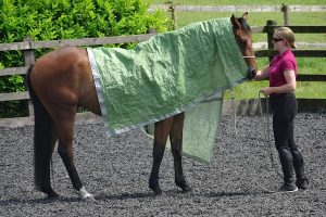 horse draped in tarp