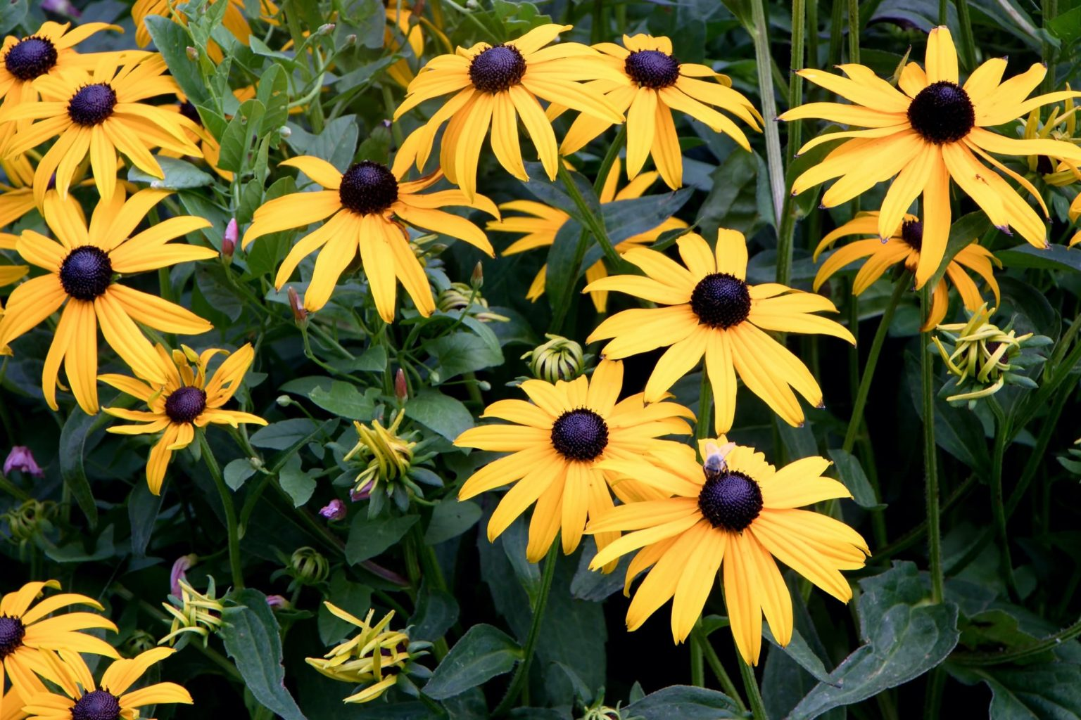 Black-eyed Susan (Rudbeckia fulgida)
