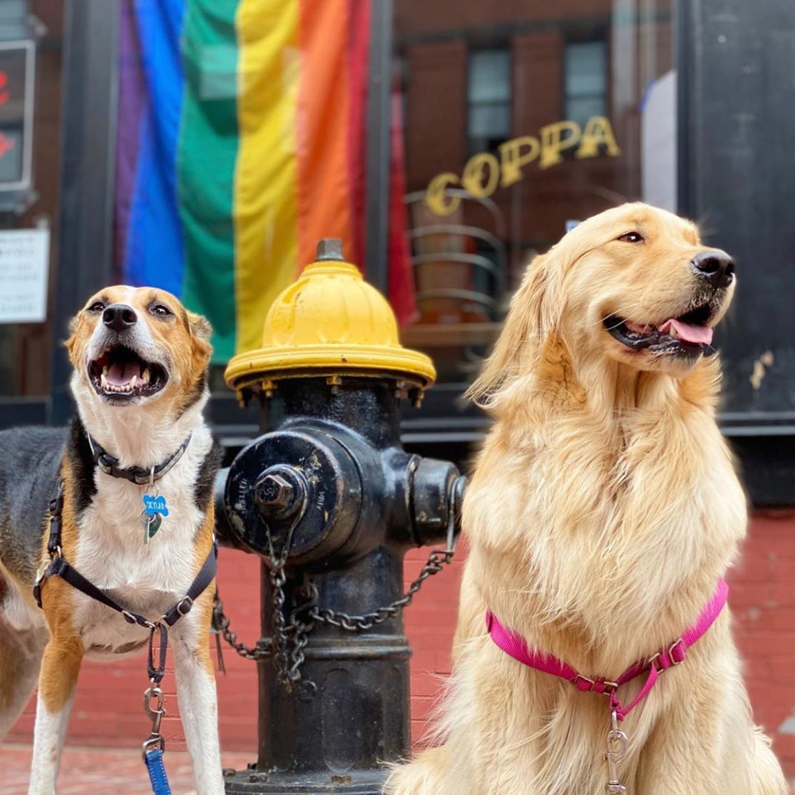 Coppa, Dog-Friendly Restaurants in Boston