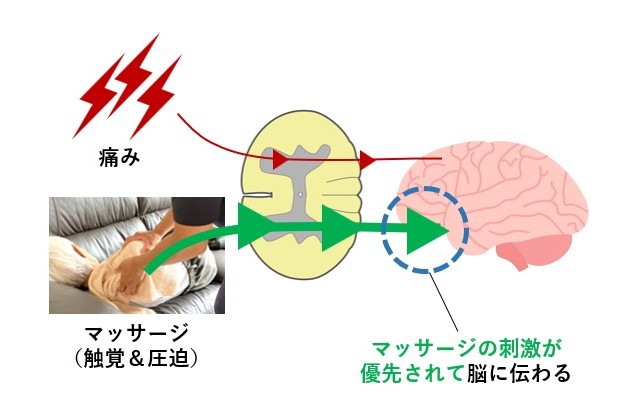 痛みを伝達する神経より触覚（圧覚ふくむ）を伝える神経が太いため、マッサージを受けると脳へ伝わる情報量が触覚＞＞＞痛みとなる
