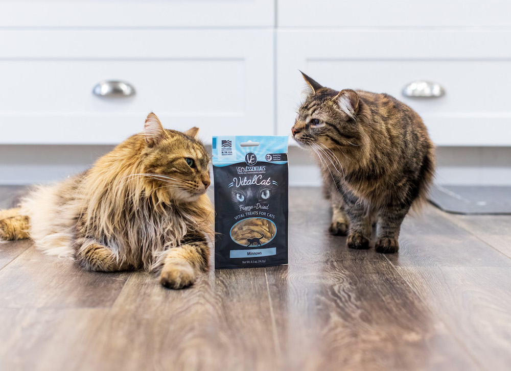 Two cats standing on a kitchen floor next to a bag of cat treats taken by photographer Svetlana Popova.