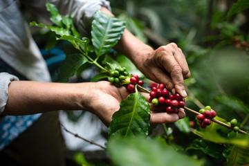 Quả cà phê arabica trên bàn tay nhà nông Quả cà phê robusta và arabica trên bàn tay nhà nông, Gia Lai, Việt Nam