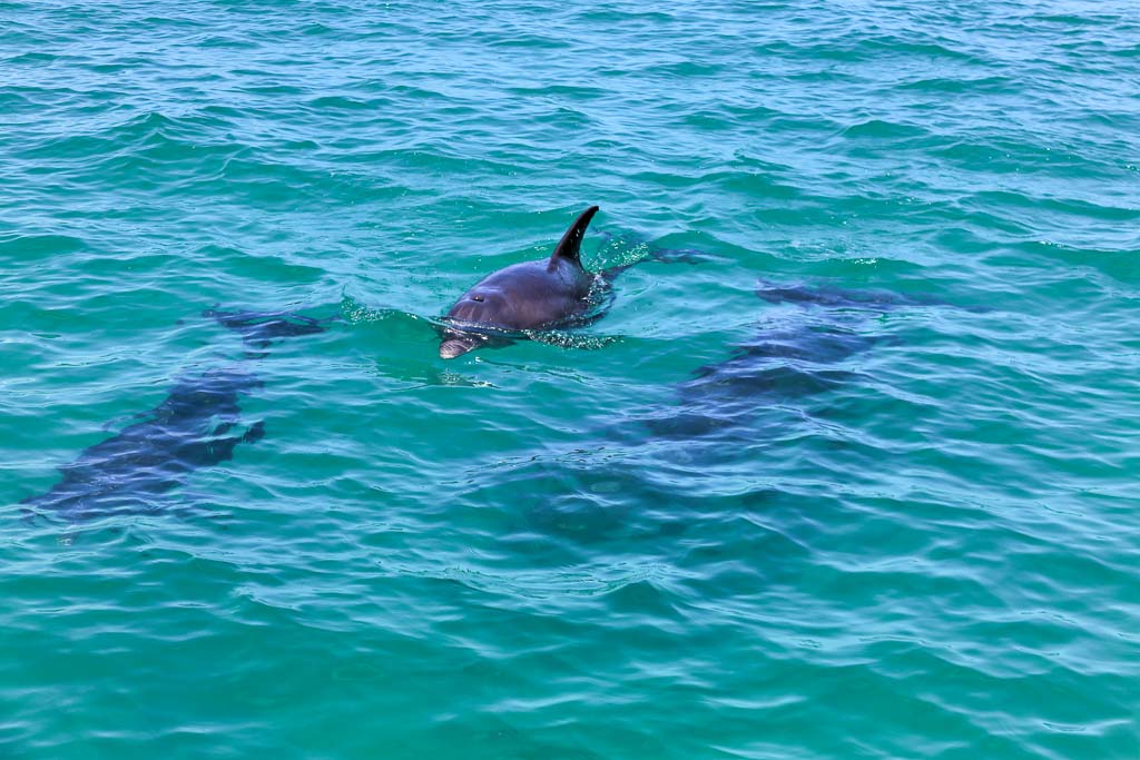 Three dolphins in the clear, pale teal water of the Florida Keys. You must see the beautiful water on your 3 days in Key West on a budget.