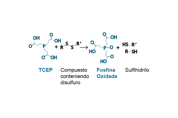 Reacción de TCEP. 1. Ruptura del enlace S-S y formación de un compuesto conteniendo una estructura de puente disulfuro. 2. Liberación de las moléculas sulfihidrilo y formación de una fosfina oxidada.