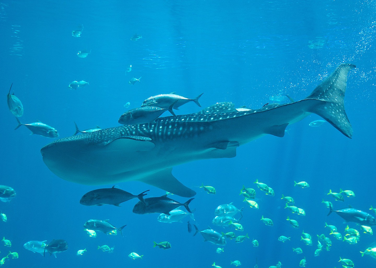 Whale shark