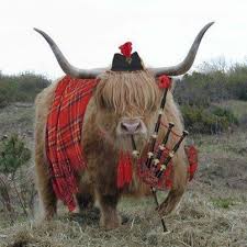 Image result for cow piper piping