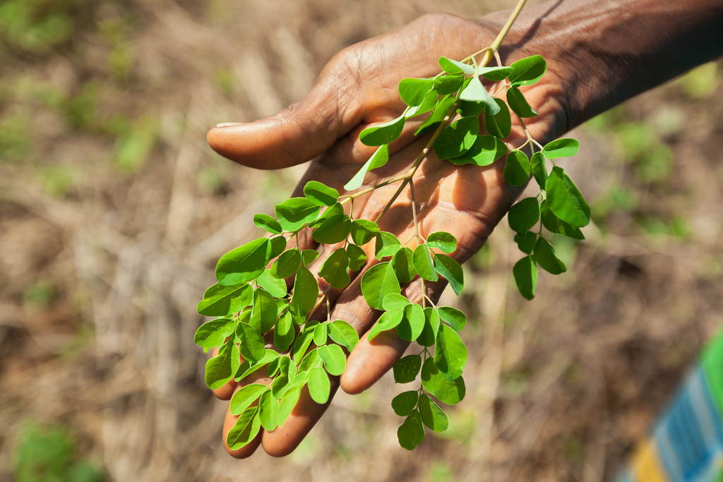Hand holding a sprig of moringa leaves.