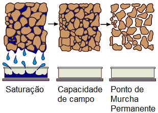 Manejo de irrigação: entendendo a saturação do solo, a capacidade de campo e o ponto de murcha permanente. 