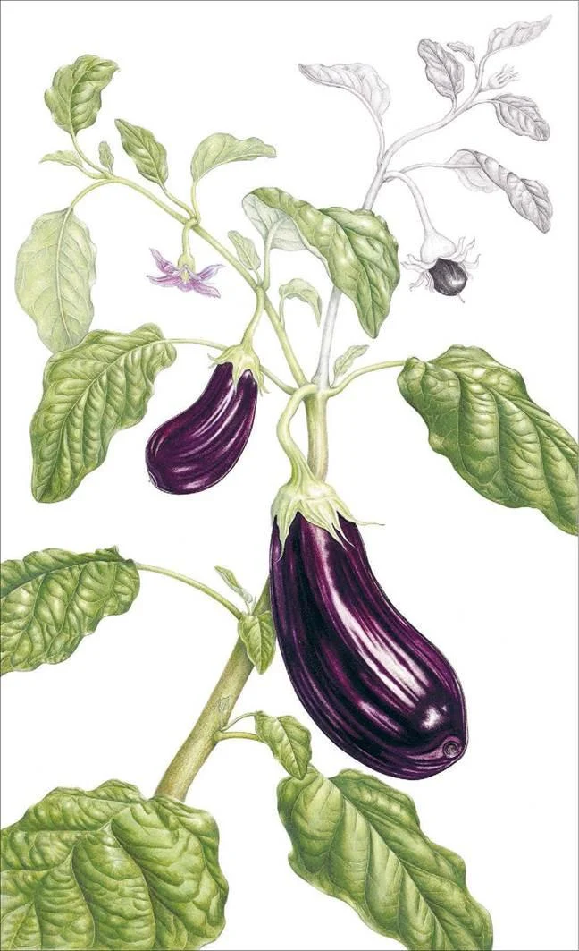 D:\0 wd yedek\acr yedek\1 film indirme\botanicheskaya_illyustraciya2_files\image019.jpg