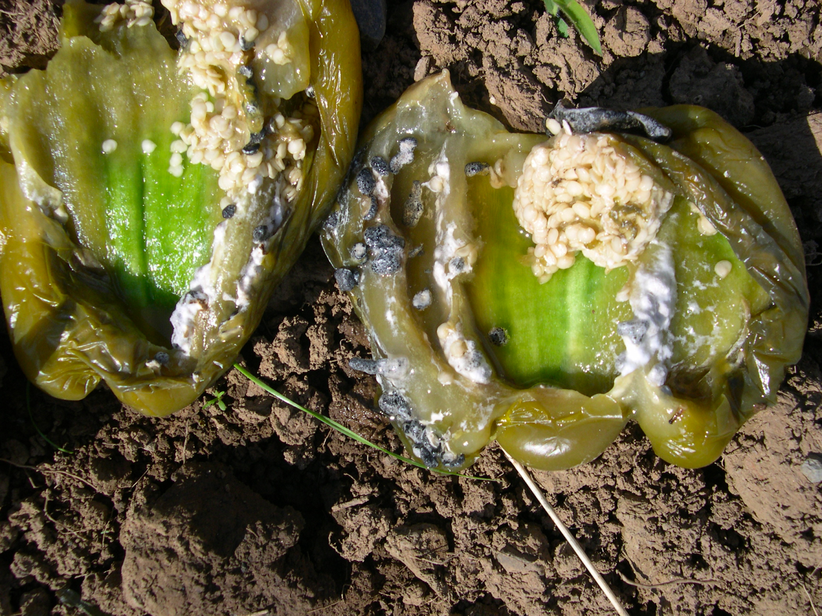 Sclerotinia