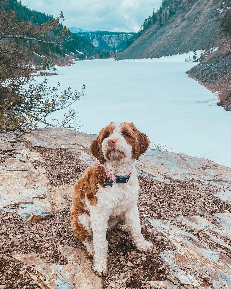 Clementine, an Australian Labradoodle dog