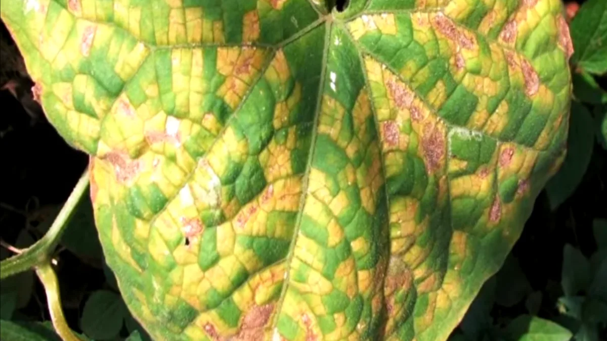 cucumber leaves showing signs of Downy Mildew disease, including yellowing, browning, and grayish-white fuzzy patches