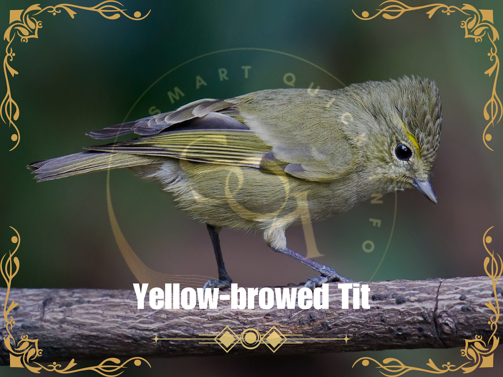 Yellow-browed Tit