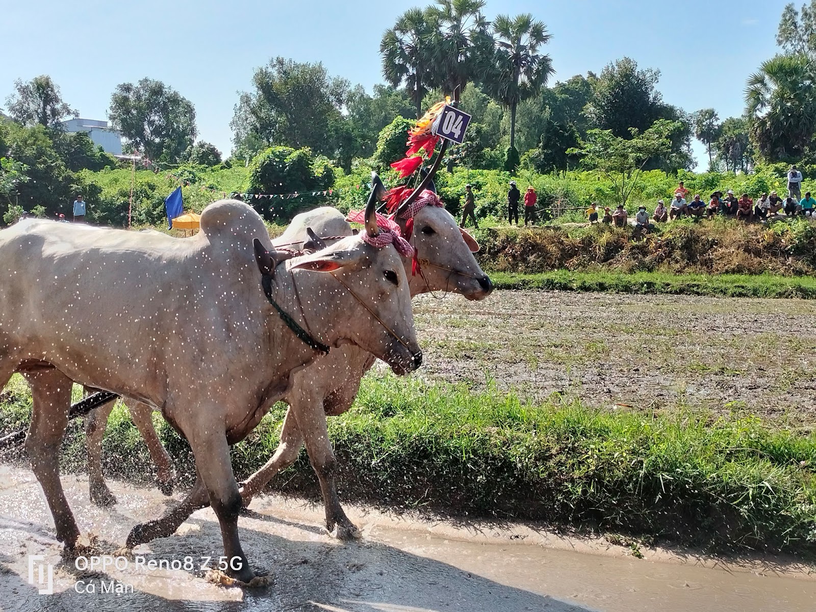 Chiêm ngưỡng lễ hội đua bò của đồng bào Khmer qua ống kính OPPO Reno8 Z 5G -