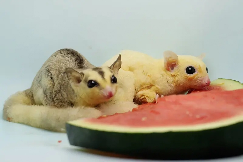 Can Sugar Gliders Eat Watermelon