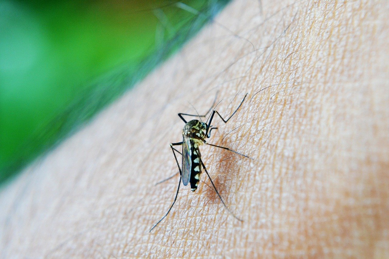 Mosquito on skin