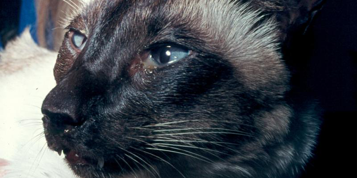 The Guide to Understanding Watery Eyes in Cats I Love My Sweet Cats