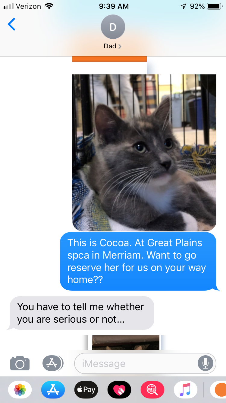 Text message about kitten adoption