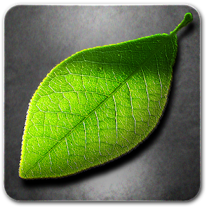 Fresh Leaves apk Download