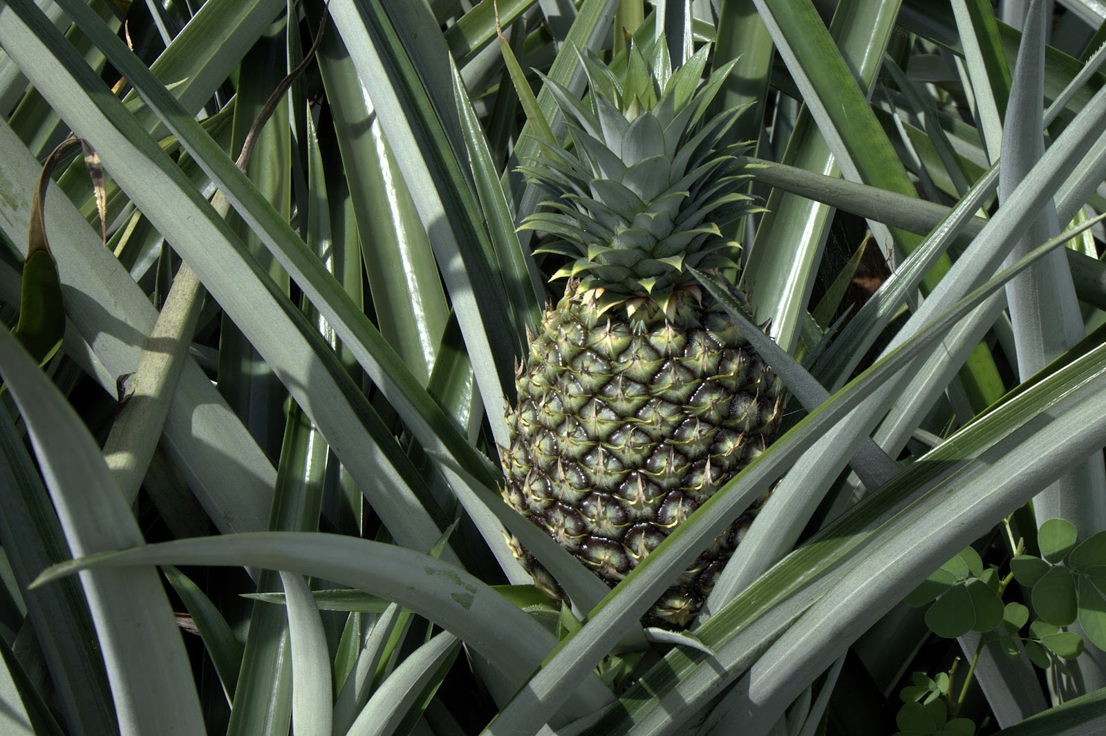 Pineapple