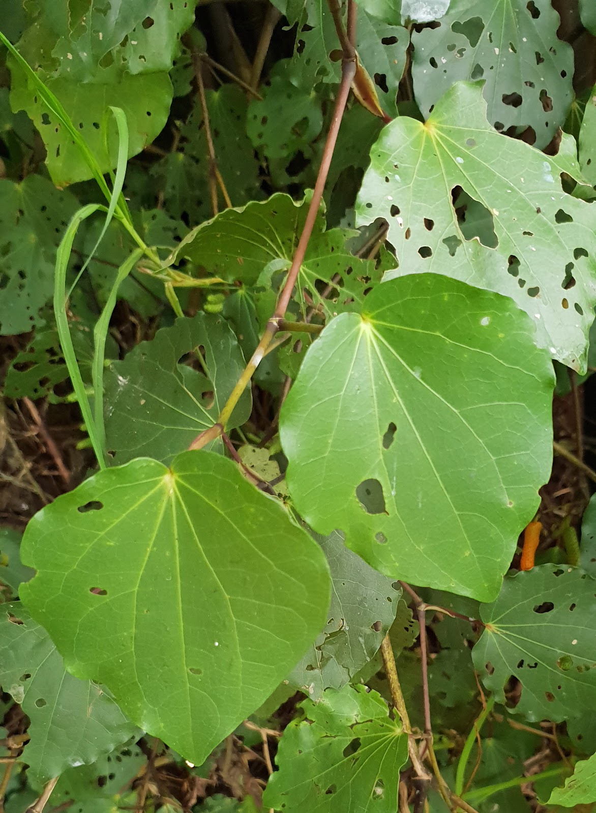 Kawakawa trees of Northland