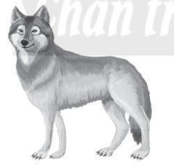 A grey wolf with white text

Description automatically generated