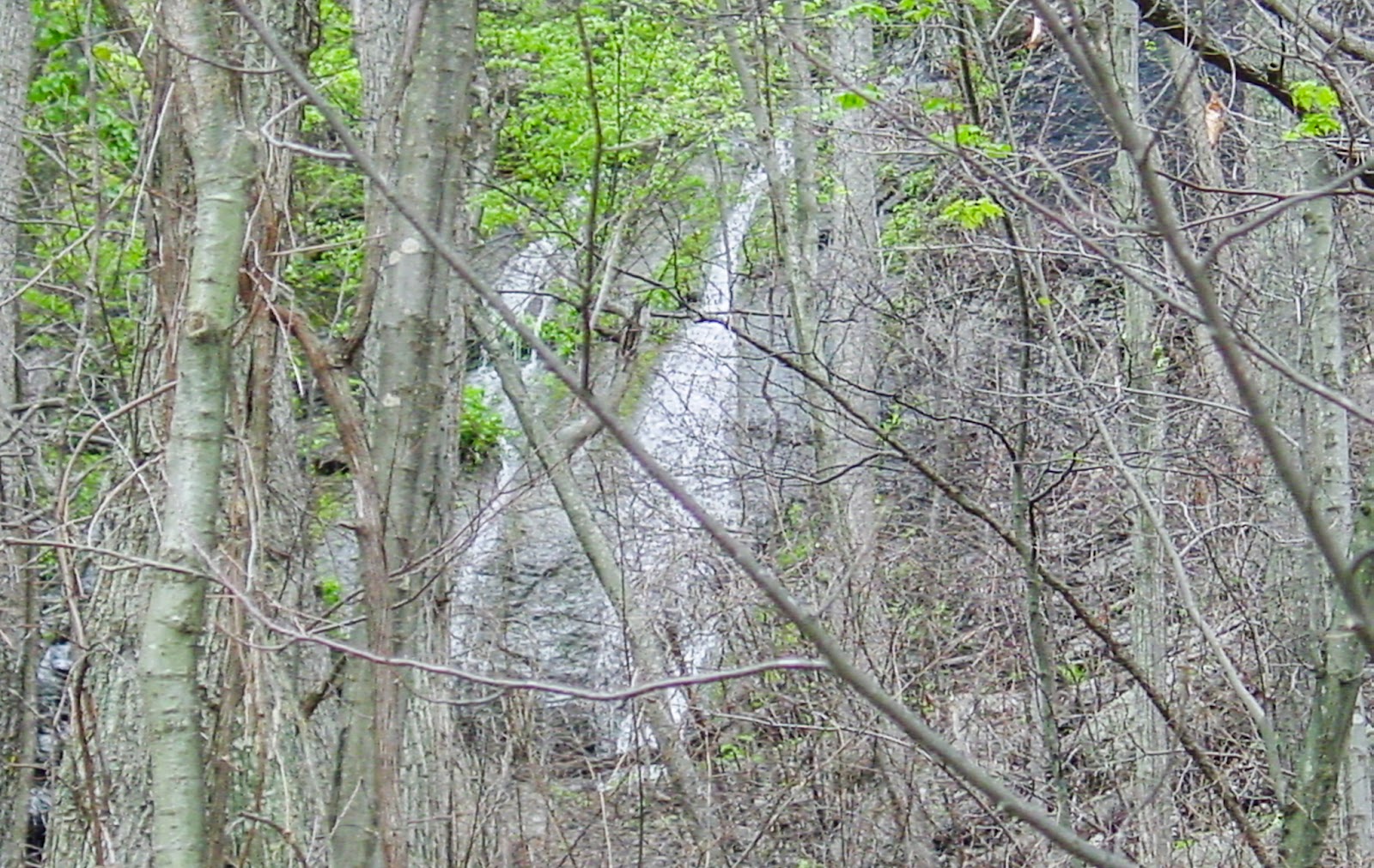 Think undergrowth obscures water falling in a wooded area. 