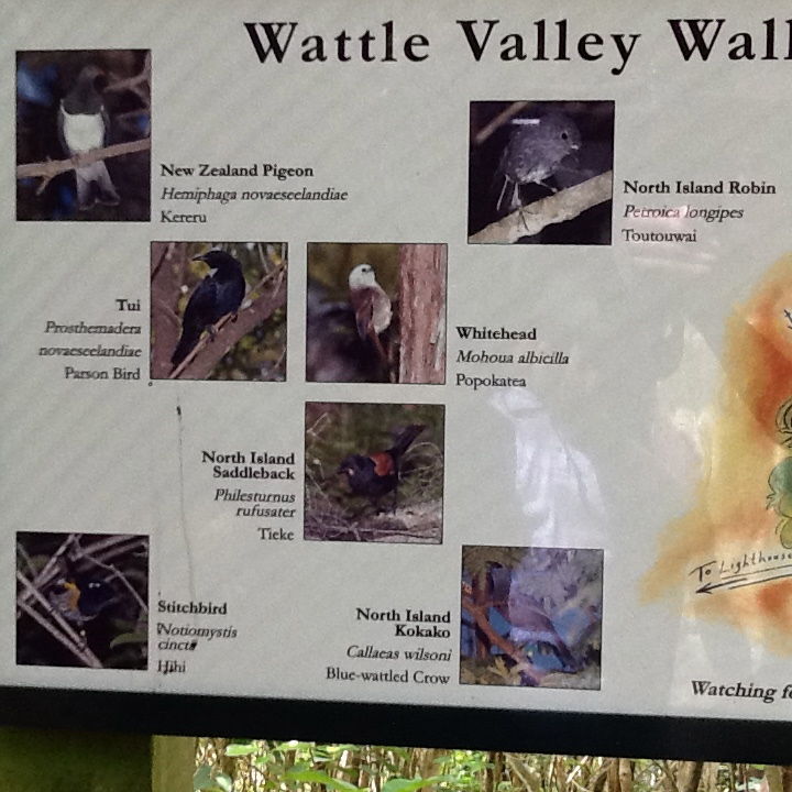 Wattle Valley Walkway.jpg
