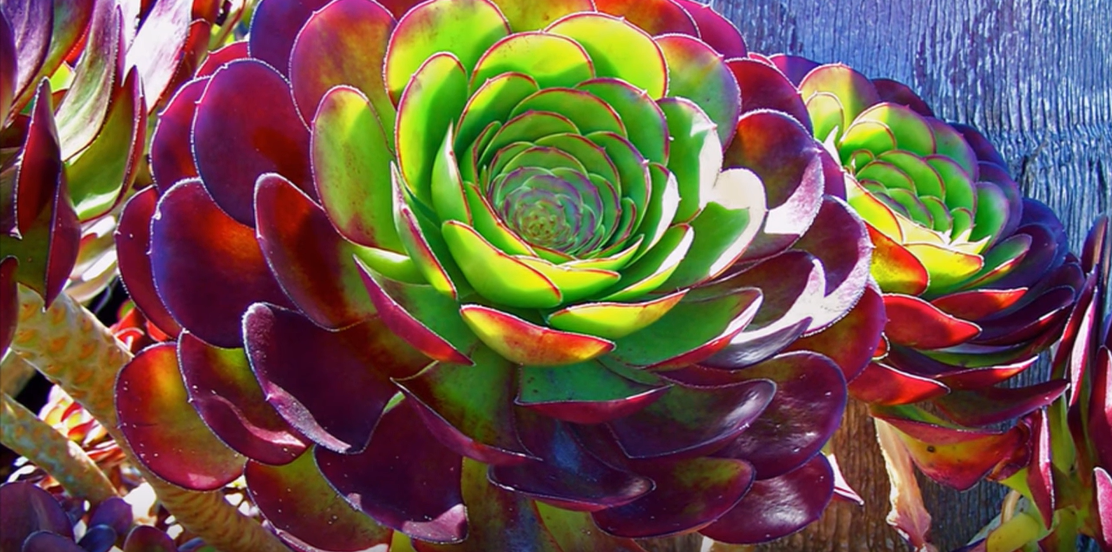 Purple aeonium with green from sunlight