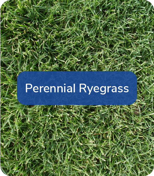 perennial ryegrass