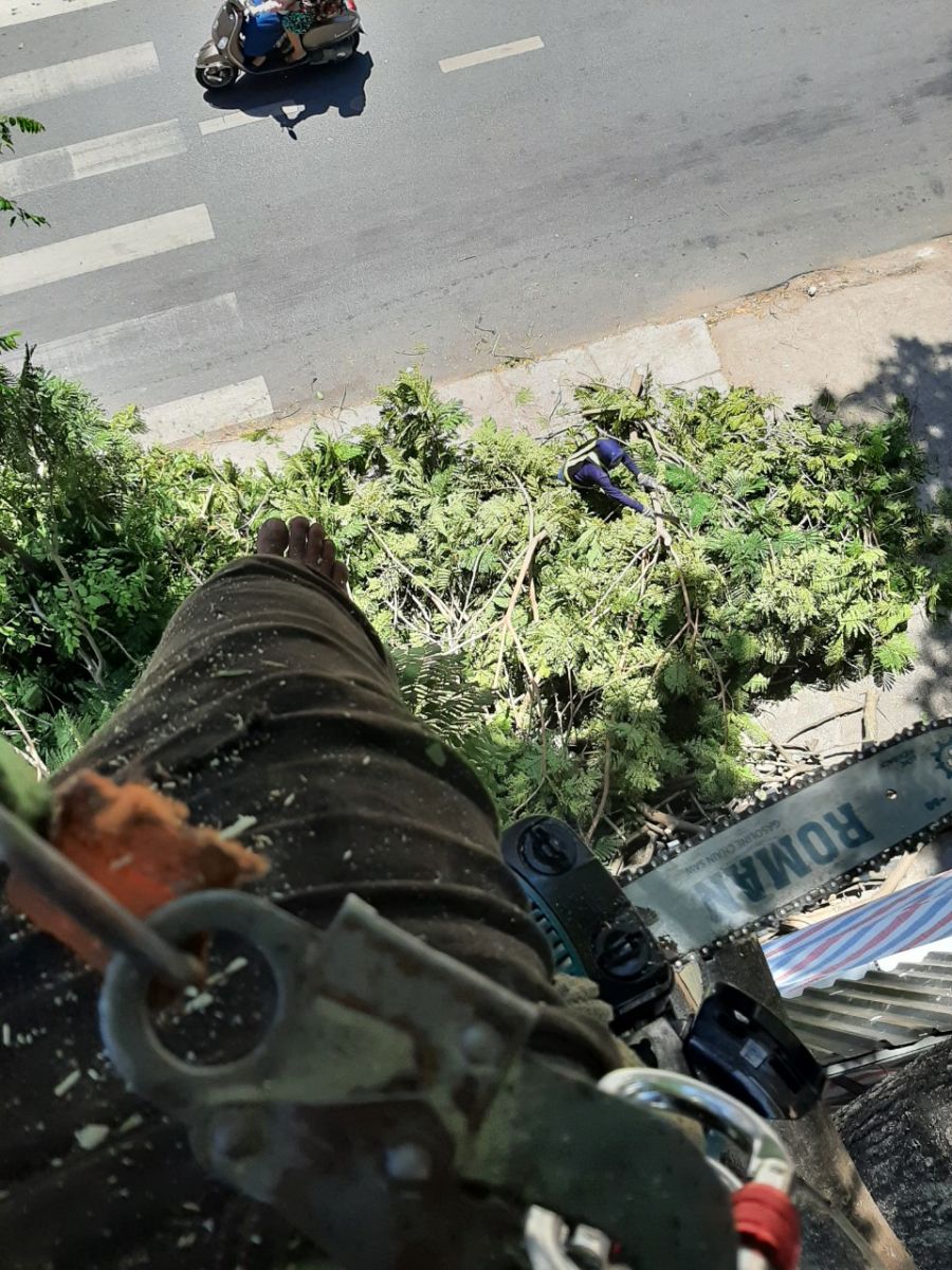 Dịch vụ cắt cây xanh