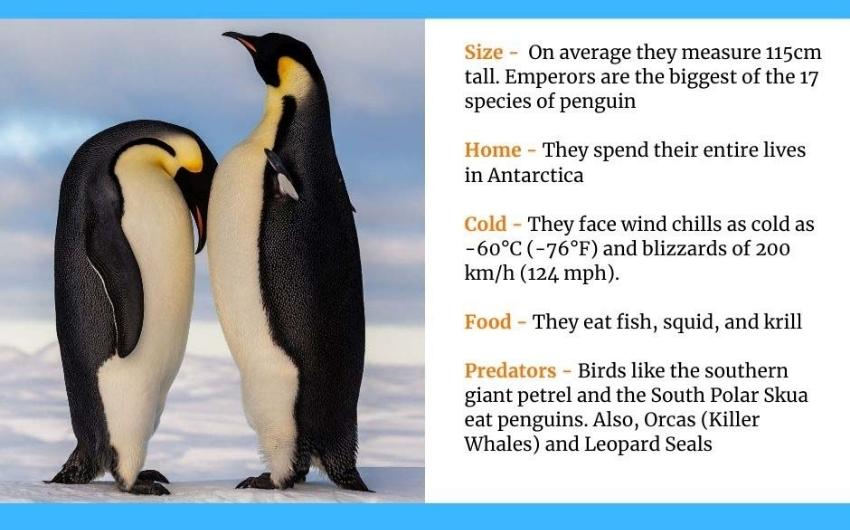 Introduction to Penguins