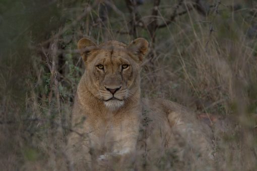 Animais da África do Sul - Leoa encarando a câmera com ar de superior, deitada de lado com a cabeça erguida.