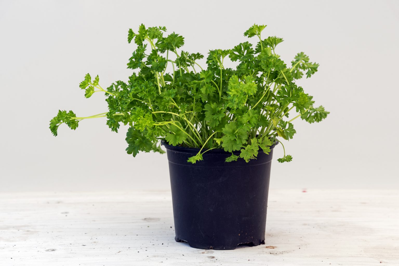 Parsley (Petroselinum crispum)
