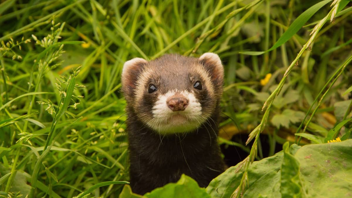 Are There Ferrets In The Wild