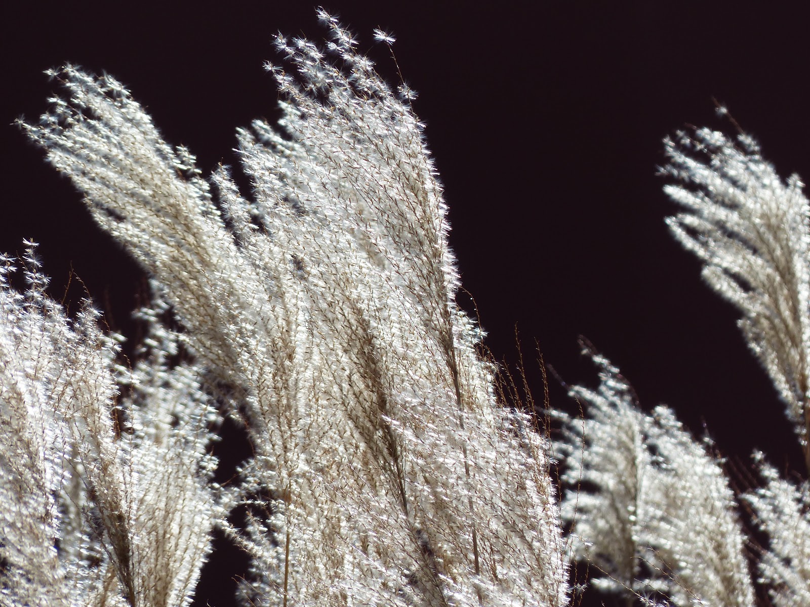 https://get.pxhere.com/photo/tree-nature-grass-branch-snow-winter-plant-leaf-flower-frost-reed-ice-golden-flora-season-close-up-spruce-silver-mood-shimmer-freezing-poaceae-licorice-back-light-macro-photography-ornamental-plant-bamboo-grassedit-this-page-miscanthus-silver-spring-grass-family-woody-plant-land-plant-miscanthus-sinensis-small-elefantengras-1132428.jpg