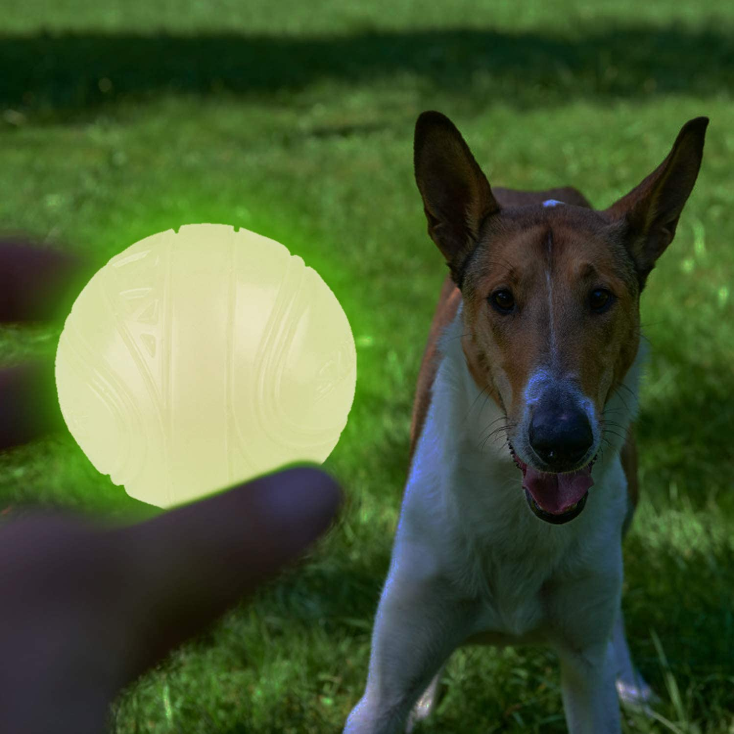 Dog waiting for glow-in-the-dark ball to be thrown
