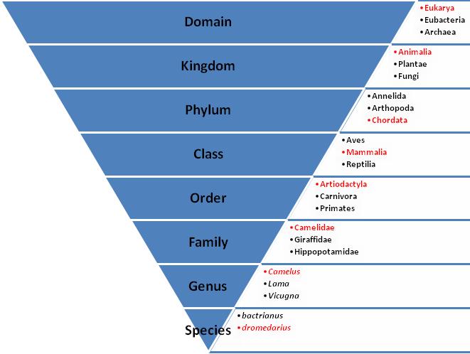 Classification of Domain Eukarya, Kingdom Animalia, Phylum Chordata