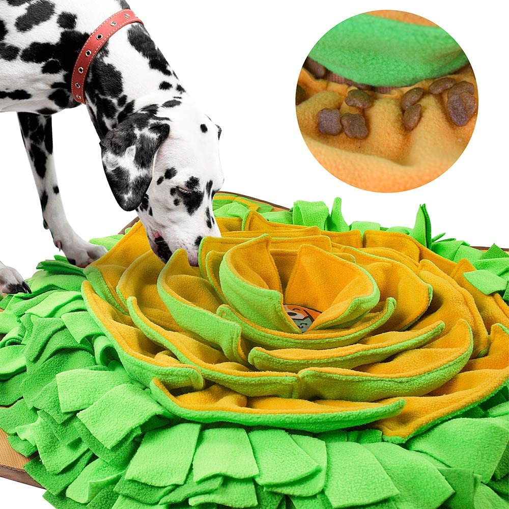 5 Enrichment Ideas for Dogs That Dig