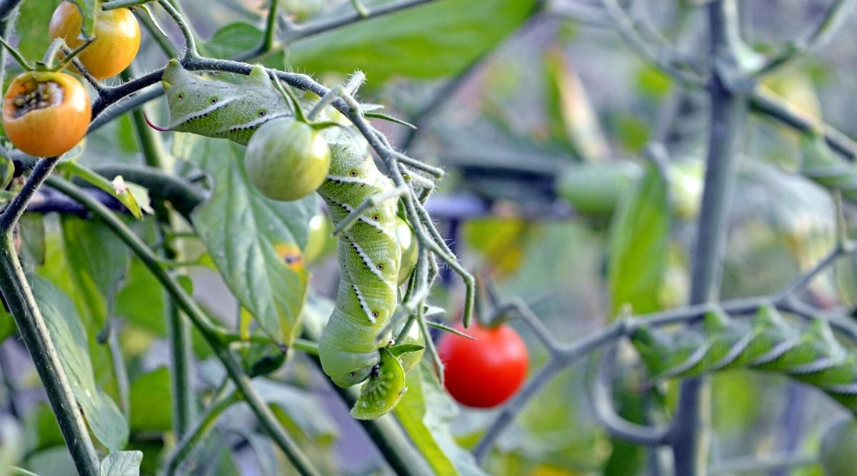 When do tomato plants stop producing fruit