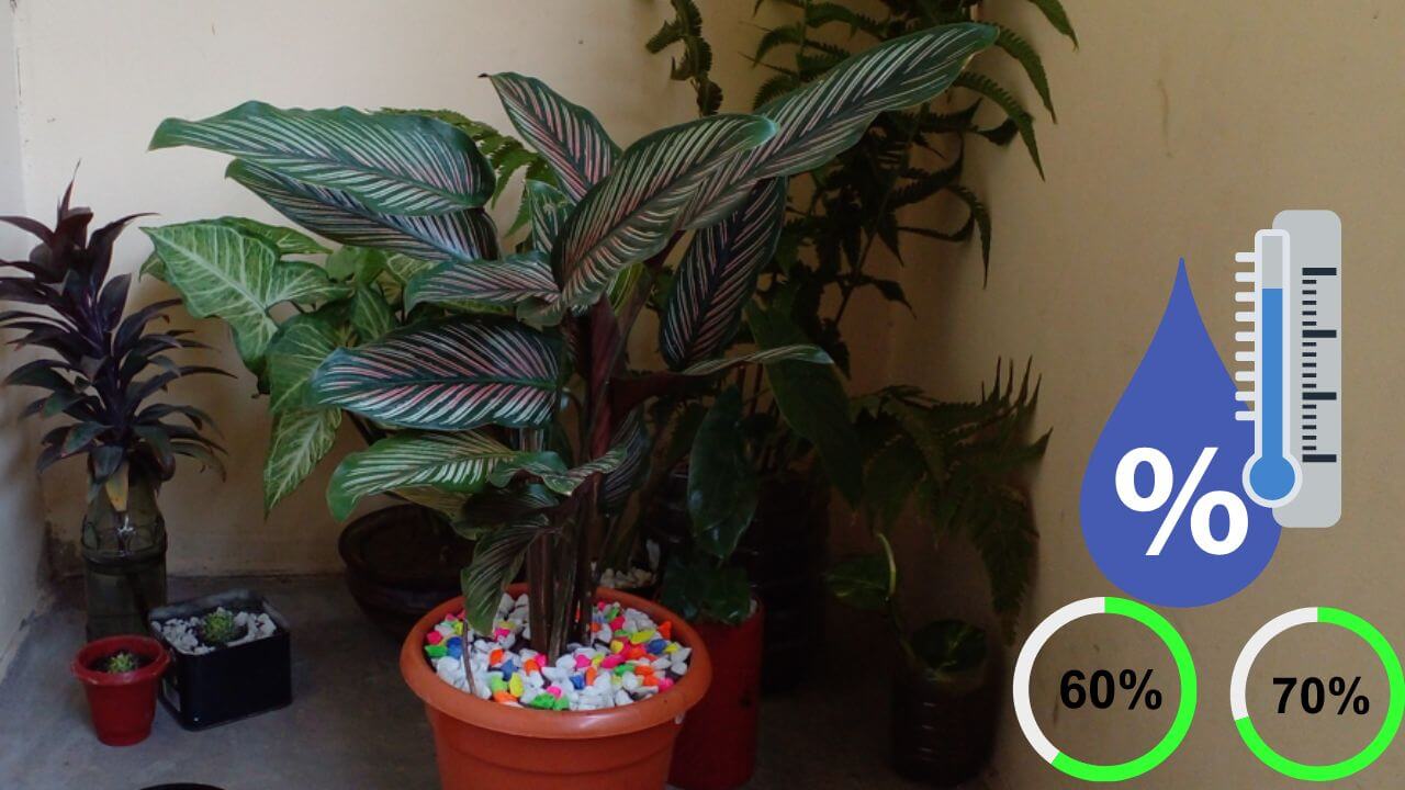 Calathea Care How To Create The Perfect Humidity For Your Plants