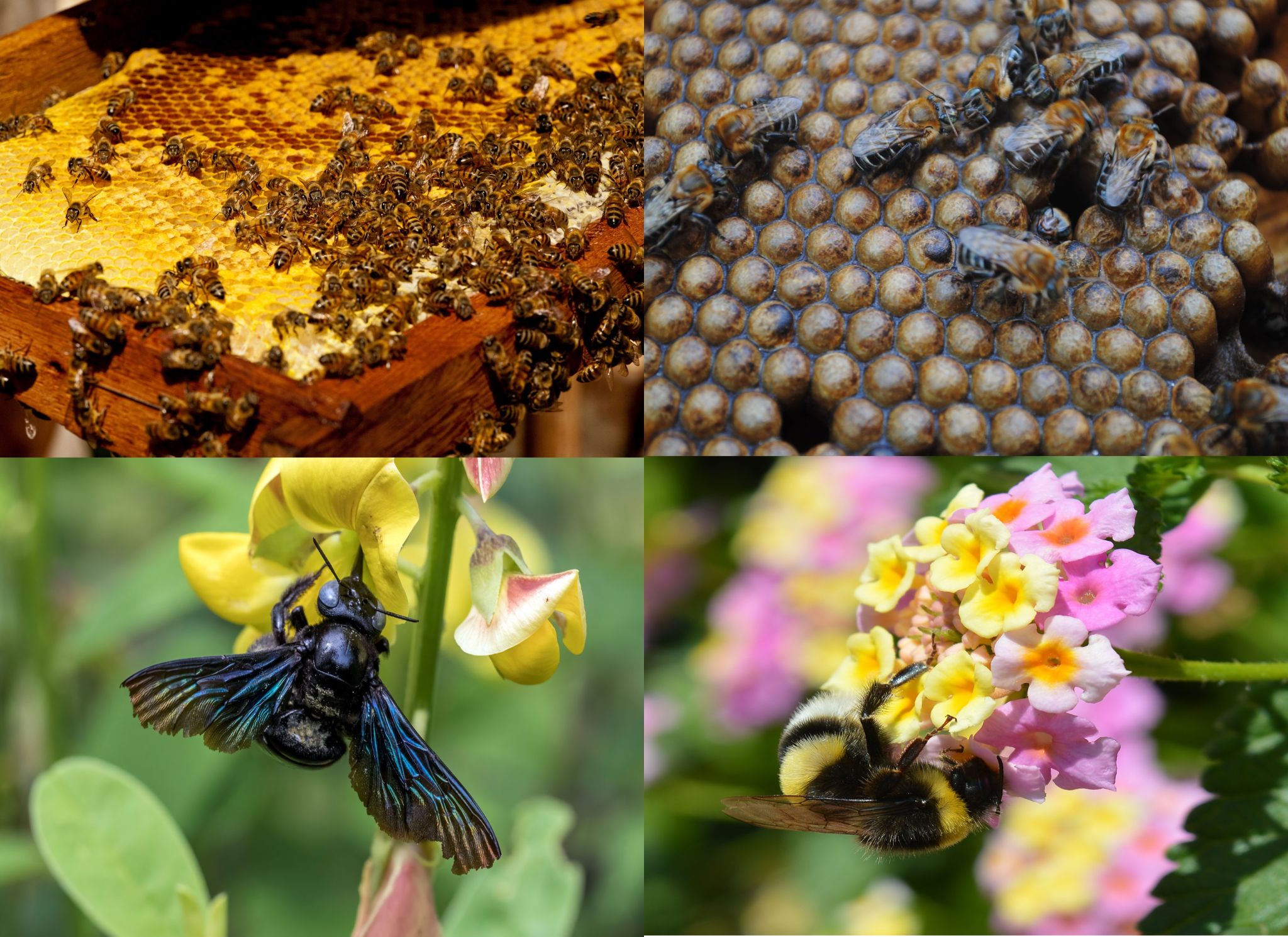 Figura ilustrando a diversidade de abelhas encontradas no mundo e a biotecnologia pode ajudar as abelhas