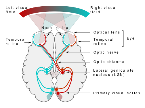 A diagram of the visual pathway from eye to brain.