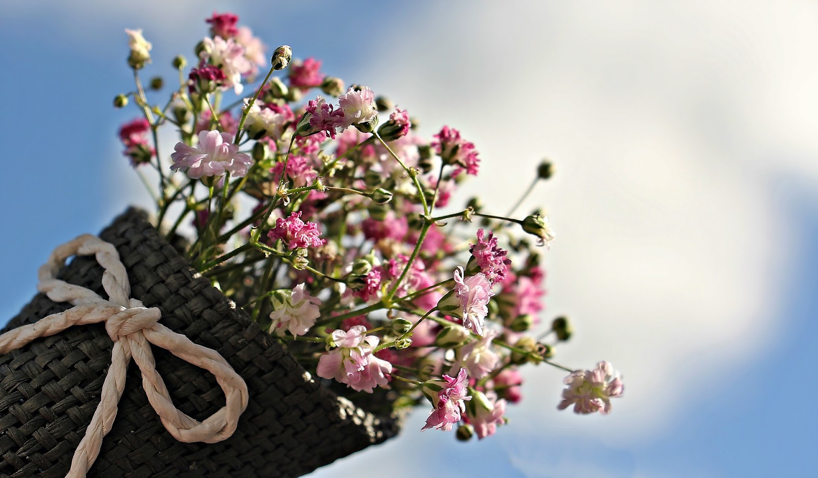 Carnations in a basket